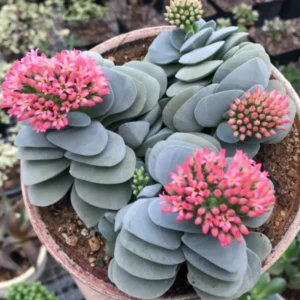 Crassula Succulent Live Plant - Unique Variety in a 4-Inch Pot, Ideal for Indoor or Outdoor Decor - Morgan’s beauty crassula