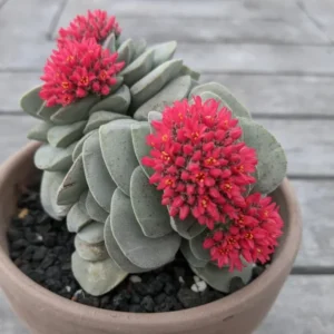 Crassula Succulent Live Plant - Unique Variety in a 4-Inch Pot, Ideal for Indoor or Outdoor Decor - Morgan’s beauty crassula