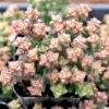 Crassula Succulent Live Plant - Unique Variety in a 4-Inch Pot, Ideal for Indoor or Outdoor Decor - Variegated Tom Thumb Crassula Pastel