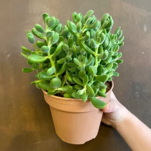 Crassula Succulent Live Plant - Unique Variety in a 4-Inch Pot, Ideal for Indoor or Outdoor Decor - Crassula Rogersii
