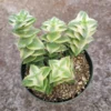 Crassula Succulent Live Plant - Unique Variety in a 4-Inch Pot, Ideal for Indoor or Outdoor Decor - Variegated String of Buttons Crassula Perforata