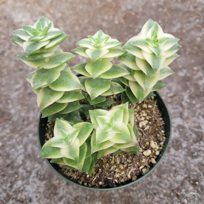 Crassula Succulent Live Plant - Unique Variety in a 4-Inch Pot, Ideal for Indoor or Outdoor Decor - Variegated String of Buttons Crassula Perforata