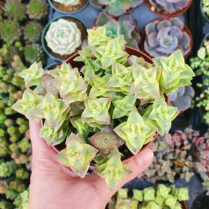Crassula Succulent Live Plant - Unique Variety in a 4-Inch Pot, Ideal for Indoor or Outdoor Decor - Variegated String of Buttons Crassula Perforata