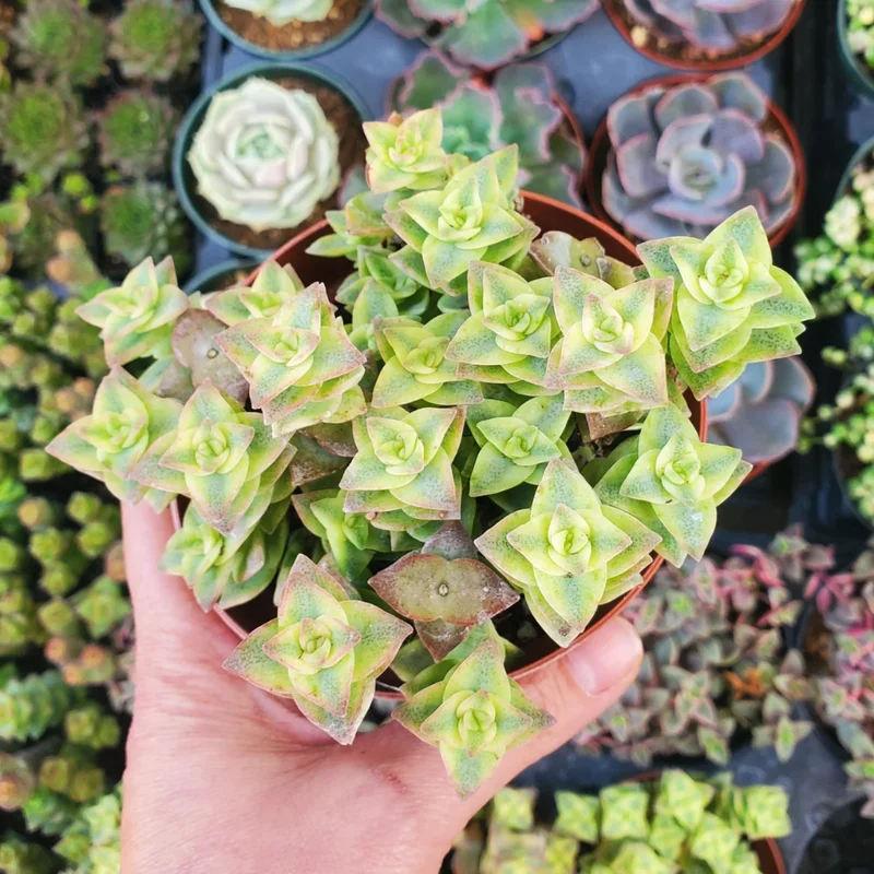 Crassula Succulent Live Plant - Unique Variety in a 4-Inch Pot, Ideal for Indoor or Outdoor Decor - Variegated String of Buttons Crassula Perforata