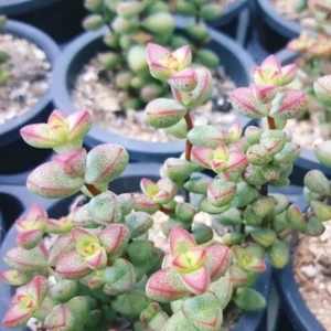 Crassula Succulent Live Plant - Unique Variety in a 4-Inch Pot, Ideal for Indoor or Outdoor Decor - Crassula Brevifolia