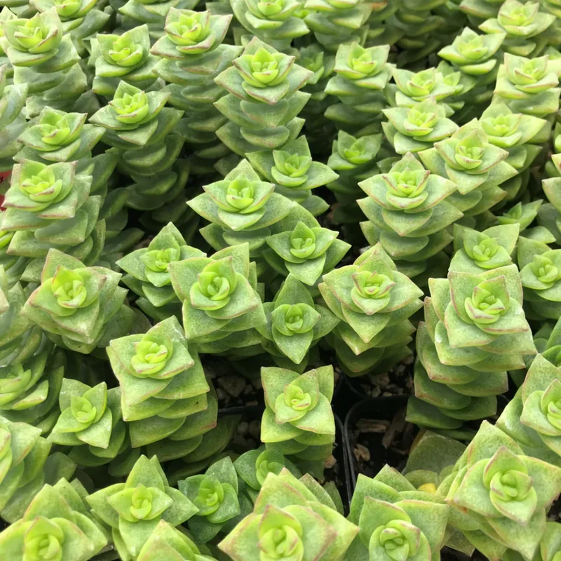 Crassula Succulent Live Plant - Unique Variety in a 4-Inch Pot, Ideal for Indoor or Outdoor Decor - Variegated String of Buttons Crassula Perforata