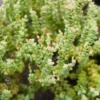 Live Crassula Succulent Plant - Rare Variety, Suitable for Indoor or Outdoor Spaces, 4 Inch Pot - Necklace Crassula Rupestris