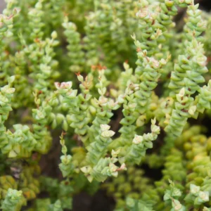 Live Crassula Succulent Plant - Rare Variety, Suitable for Indoor or Outdoor Spaces, 4 Inch Pot - Necklace Crassula Rupestris