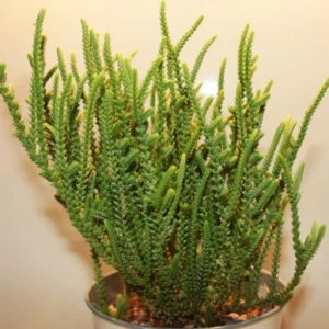 Live Crassula Succulent Plant - Rare Variety, Suitable for Indoor or Outdoor Spaces, 4 Inch Pot - Crassula Watchchain