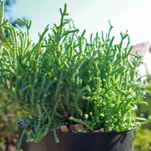 Live Crassula Succulent Plant - Rare Variety, Suitable for Indoor or Outdoor Spaces, 4 Inch Pot - Crassula Watchchain
