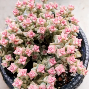 Live Crassula Succulent Plant - Rare Variety, Suitable for Indoor or Outdoor Spaces, 4 Inch Pot - Variegated Tom Thumb Crassula Pastel