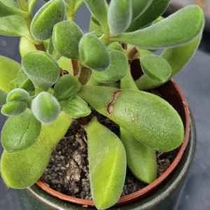 Live Crassula Succulent Plant - Rare Variety, Suitable for Indoor or Outdoor Spaces, 4 Inch Pot - Crassula Rogersii