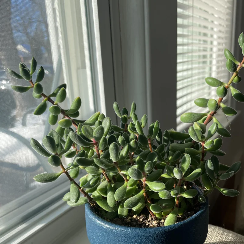 Live Crassula Succulent Plant - Rare Variety, Suitable for Indoor or Outdoor Spaces, 4 Inch Pot - Crassula Rogersii