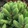 Live Crassula Succulent Plant - Rare Variety, Suitable for Indoor or Outdoor Spaces, 4 Inch Pot - Crassula Rogersii