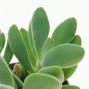 Live Crassula Succulent Plant - Rare Variety, Suitable for Indoor or Outdoor Spaces, 4 Inch Pot - Crassula Rogersii