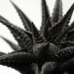 Haworthia Succulent Plant Live, 2 Inc Pot, Succulent Plant for Planting Garden Indoor Office Desk Decoration Plant Lover Gift - Black Haworthia Aloe