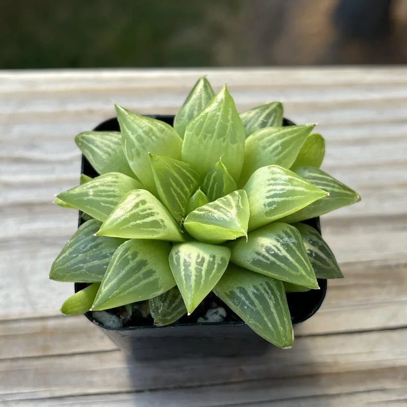 Haworthia Succulent Plant Live, 2 Inc Pot, Succulent Plant for Planting Garden Indoor Office Desk Decoration Plant Lover Gift - Haworthia Retusa