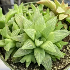 Haworthia Succulent Plant Live, 2 Inc Pot, Succulent Plant for Planting Garden Indoor Office Desk Decoration Plant Lover Gift - Haworthia Retusa