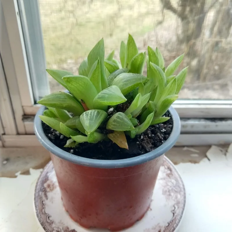 Haworthia Succulent Plant Live, 2 Inc Pot, Succulent Plant for Planting Garden Indoor Office Desk Decoration Plant Lover Gift - Haworthia Retusa