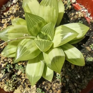 Haworthia Succulent Plant Live, 2 Inc Pot, Succulent Plant for Planting Garden Indoor Office Desk Decoration Plant Lover Gift - Haworthia Retusa