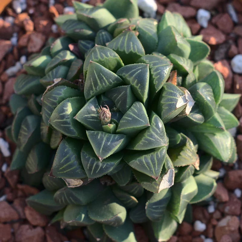 Haworthia Succulent Plant Live, 2 Inc Pot, Succulent Plant for Planting Garden Indoor Office Desk Decoration Plant Lover Gift - Haworthia Retusa