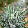 Haworthia Succulent Plant Live, 2 Inc Pot, Succulent Plant for Planting Garden Indoor Office Desk Decoration Plant Lover Gift - Haworthia Zebra