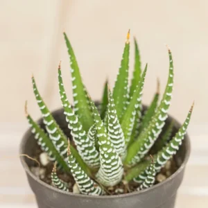 Haworthia Succulent Plant Live, 2 Inc Pot, Succulent Plant for Planting Garden Indoor Office Desk Decoration Plant Lover Gift - Haworthia Zebra