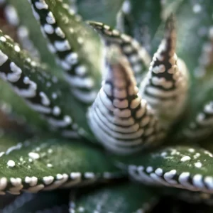 Haworthia Succulent Plant Live, 2 Inc Pot, Succulent Plant for Planting Garden Indoor Office Desk Decoration Plant Lover Gift - Haworthia Zebra
