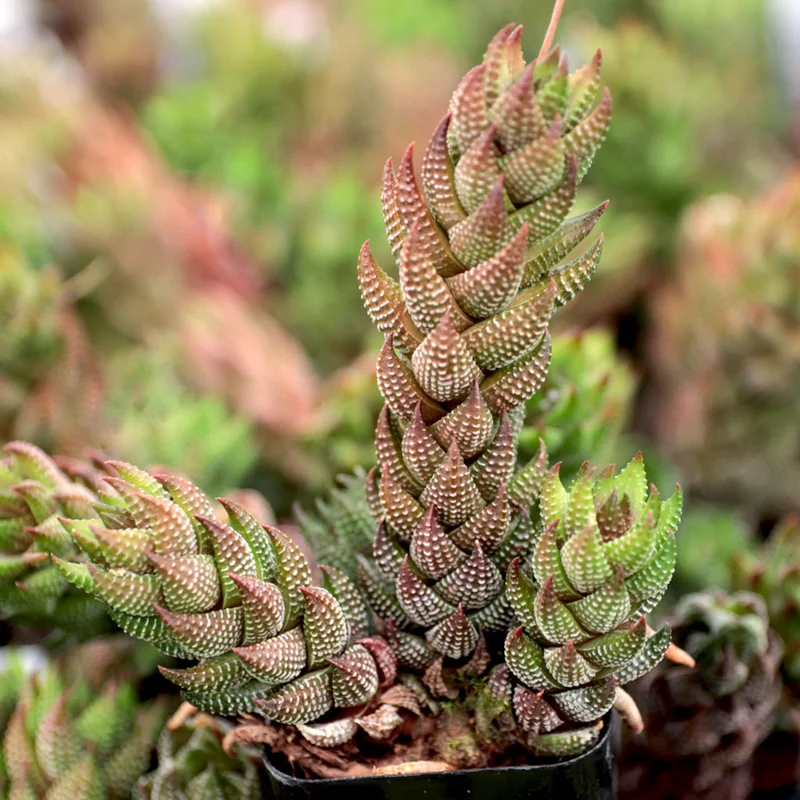 Haworthia Succulent Plant Live, 2 Inc Pot, Succulent Plant for Planting Garden Indoor Office Desk Decoration Plant Lover Gift - Haworthia Coarctata