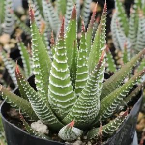 Haworthia Succulent Plant Live, 2 Inc Pot, Succulent Plant for Planting Garden Indoor Office Desk Decoration Plant Lover Gift - Haworthia Zebra