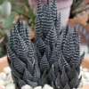 Haworthia Succulent Plant Live, 2 Inc Pot, Succulent Plant for Planting Garden Indoor Office Desk Decoration Plant Lover Gift - Haworthia Coarctata