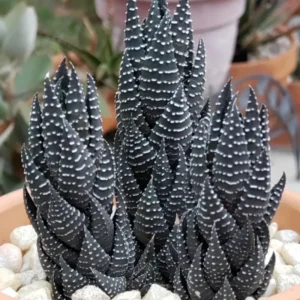 Haworthia Succulent Plant Live, 2 Inc Pot, Succulent Plant for Planting Garden Indoor Office Desk Decoration Plant Lover Gift - Haworthia Coarctata
