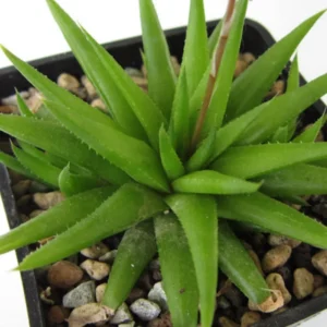 Haworthia Succulent Plant Live, 2 Inc Pot, Succulent Plant for Planting Garden Indoor Office Desk Decoration Plant Lover Gift - Haworthia Angustifolia Baylissii