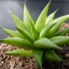 Haworthia Succulent Plant Live, 2 Inc Pot, Succulent Plant for Planting Garden Indoor Office Desk Decoration Plant Lover Gift - Haworthia Angustifolia Baylissii