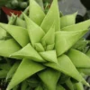 Haworthia Succulent Plant Live, 2 Inc Pot, Succulent Plant for Planting Garden Indoor Office Desk Decoration Plant Lover Gift - Haworthia Angustifolia Baylissii