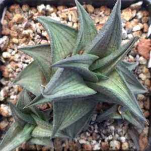 Haworthia Succulent Plant Live, 2 Inc Pot, Succulent Plant for Planting Garden Indoor Office Desk Decoration Plant Lover Gift - Haworthia Tessellata