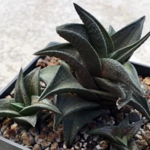 Haworthia Succulent Plant Live, 2 Inc Pot, Succulent Plant for Planting Garden Indoor Office Desk Decoration Plant Lover Gift - Haworthia Tessellata