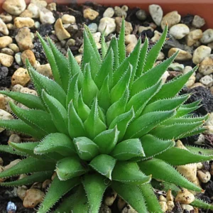 Haworthia Succulent Plant Live, 2 Inc Pot, Succulent Plant for Planting Garden Indoor Office Desk Decoration Plant Lover Gift - Haworthia Angustifolia Baylissii