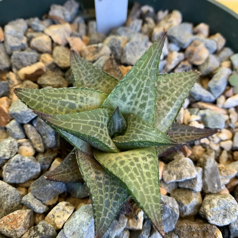 Haworthia Succulent Plant Live, 2 Inc Pot, Succulent Plant for Planting Garden Indoor Office Desk Decoration Plant Lover Gift - Haworthia Tessellata