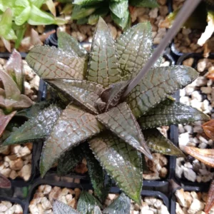 Haworthia Succulent Plant Live, 2 Inc Pot, Succulent Plant for Planting Garden Indoor Office Desk Decoration Plant Lover Gift - Haworthia Tessellata