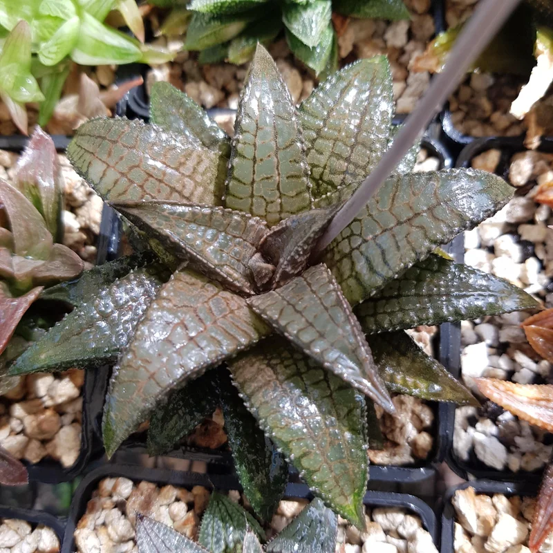 Haworthia Succulent Plant Live, 2 Inc Pot, Succulent Plant for Planting Garden Indoor Office Desk Decoration Plant Lover Gift - Haworthia Tessellata