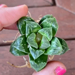 Haworthia Succulent Plant, 2 Inch Pot- Live Plant for Indoor and Outdoor Spaces, Garden Indoor Office Desk Decoration Plant Lover Gift- Haworthia Retusa