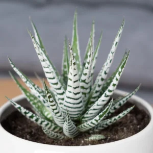 Haworthia Succulent Plant, 2 Inch Pot- Live Plant for Indoor and Outdoor Spaces, Garden Indoor Office Desk Decoration Plant Lover Gift- Haworthia Zebra