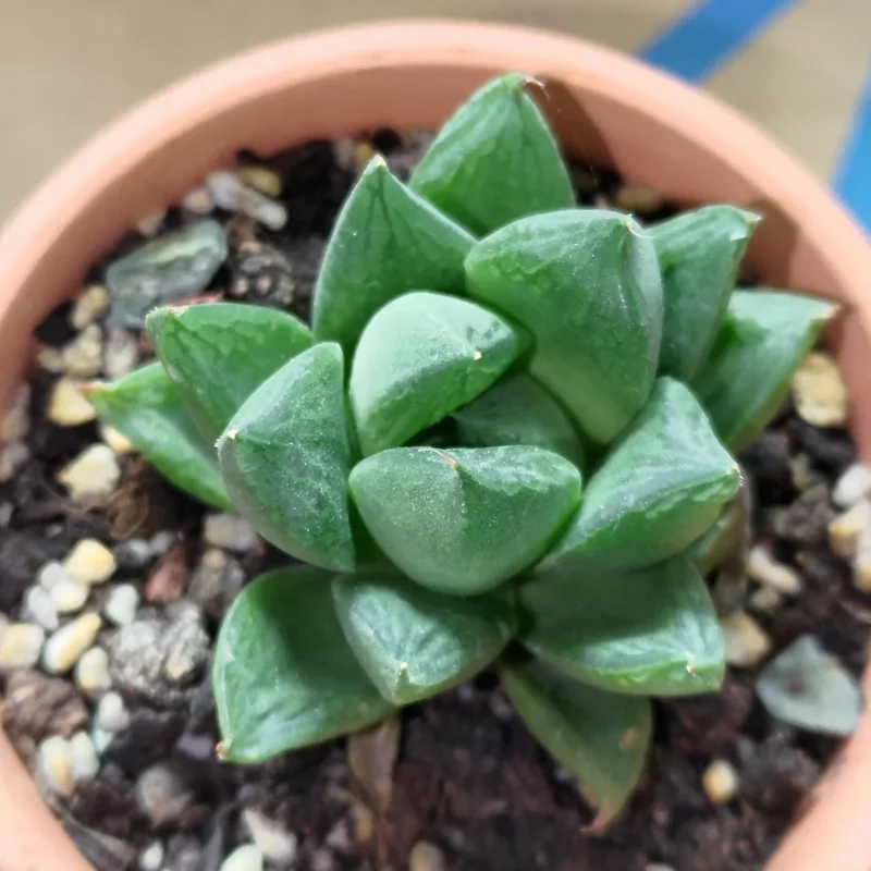 Haworthia Succulent Plant, 2 Inch Pot- Live Plant for Indoor and Outdoor Spaces, Garden Indoor Office Desk Decoration Plant Lover Gift- Haworthia Retusa