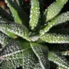 Haworthia Succulent Plant, 2 Inch Pot- Live Plant for Indoor and Outdoor Spaces, Garden Indoor Office Desk Decoration Plant Lover Gift- Haworthia Fasciata