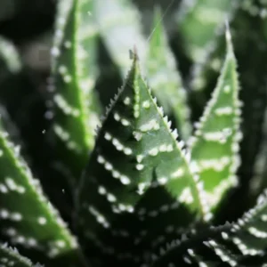 Haworthia Succulent Plant, 2 Inch Pot- Live Plant for Indoor and Outdoor Spaces, Garden Indoor Office Desk Decoration Plant Lover Gift- Haworthia Fasciata