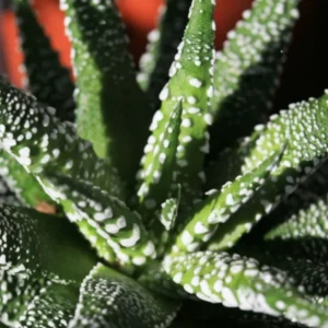 Haworthia Succulent Plant, 2 Inch Pot- Live Plant for Indoor and Outdoor Spaces, Garden Indoor Office Desk Decoration Plant Lover Gift- Haworthia Fasciata