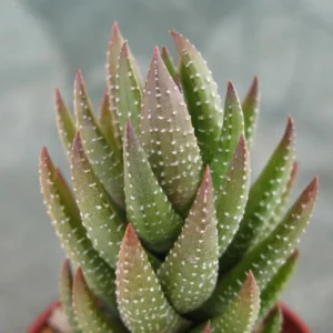 Haworthia Succulent Plant, 2 Inch Pot- Live Plant for Indoor and Outdoor Spaces, Garden Indoor Office Desk Decoration Plant Lover Gift- Haworthia Angustifolia Baylissii