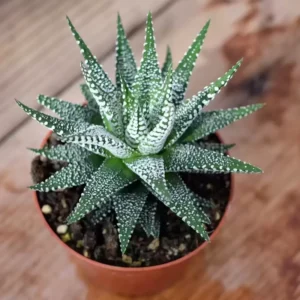Haworthia Succulent Plant, 2 Inch Pot- Live Plant for Indoor and Outdoor Spaces, Garden Indoor Office Desk Decoration Plant Lover Gift- Haworthia Fasciata