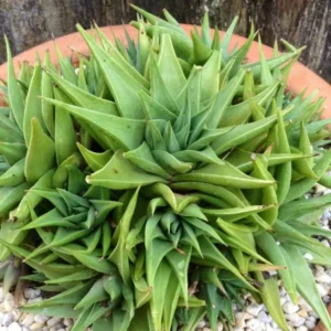 Haworthia Succulent Plant, 2 Inch Pot- Live Plant for Indoor and Outdoor Spaces, Garden Indoor Office Desk Decoration Plant Lover Gift- Haworthia Angustifolia Baylissii